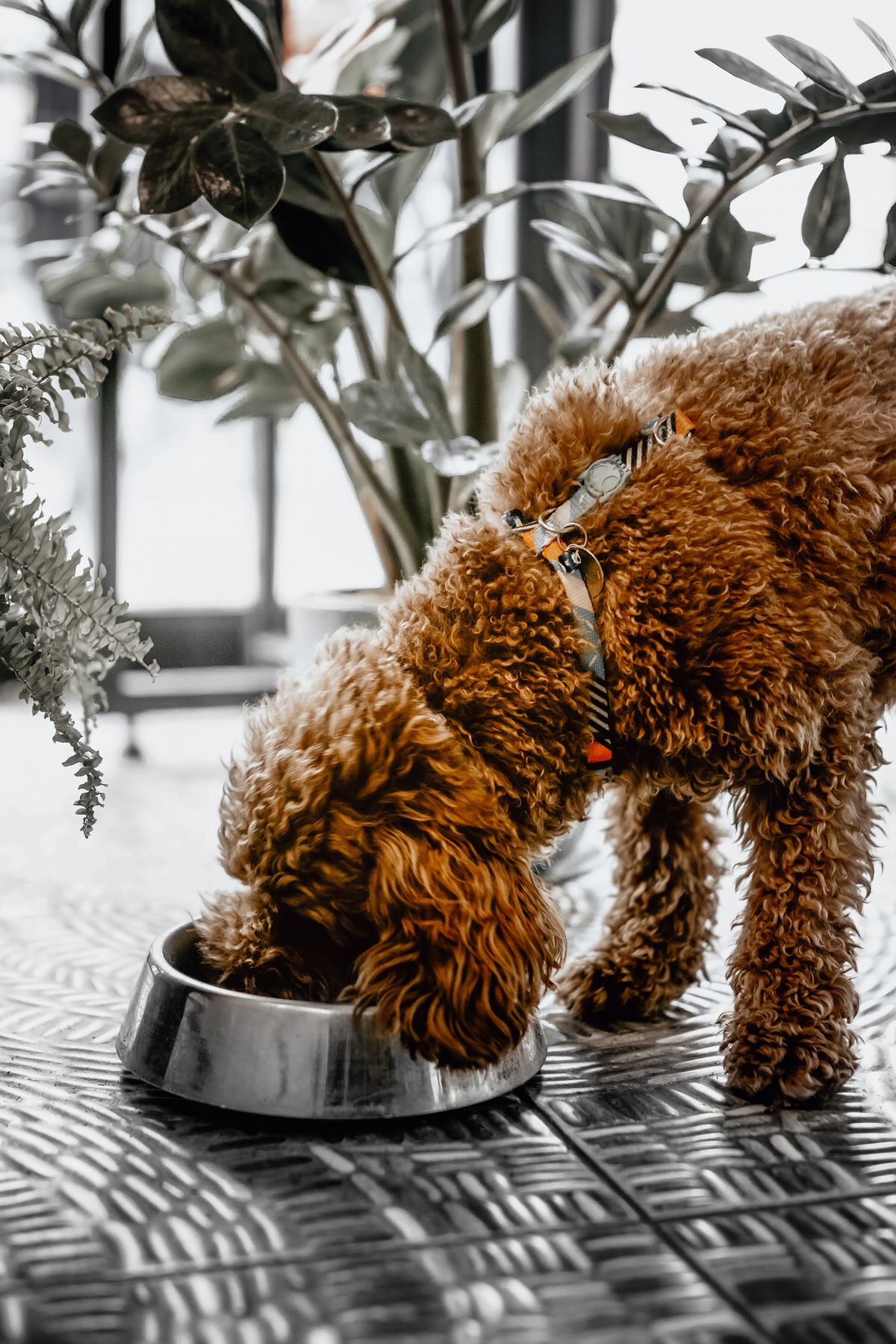 A curly-haired brown dog eating from a stainless steel bowl