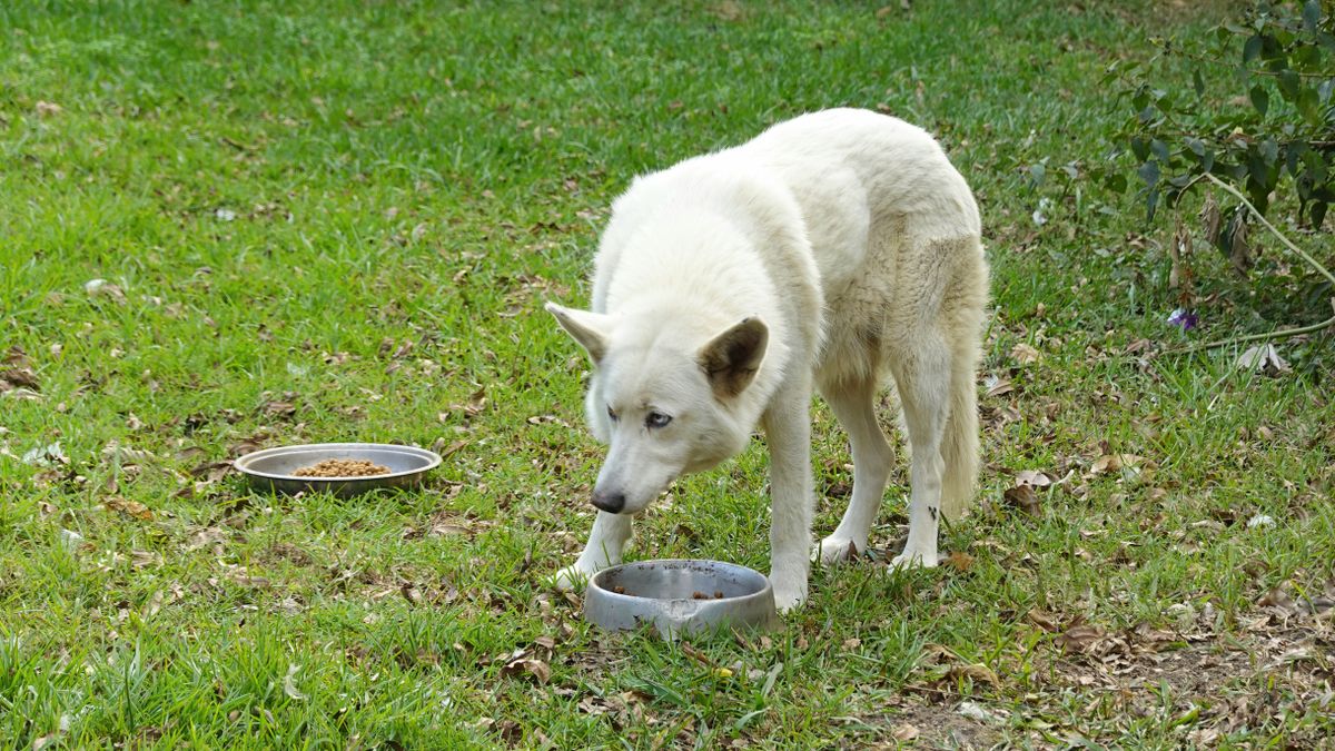 A white dog eating outdoors with two food bowls on the grass