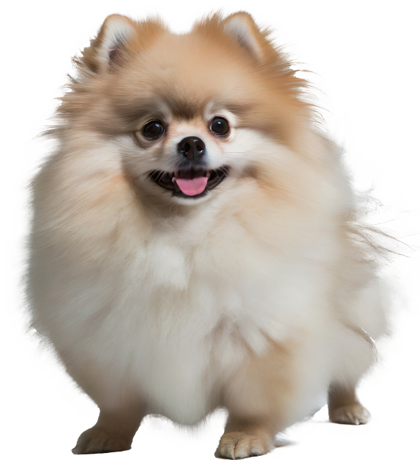 Fluffy Pomeranian